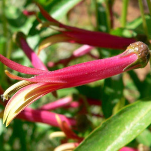 Mexican Cardinal Flower