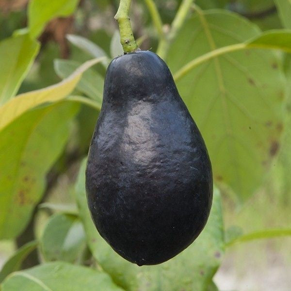 Mexicola Avocado | C&J Gardening Center