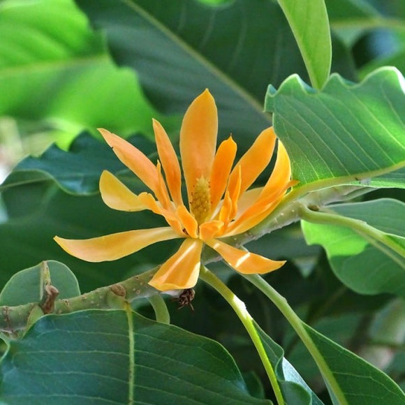 Michelia Champaca - Joy Perfume Tree | C&J Gardening Center