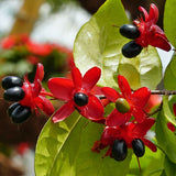 Mickey Mouse Plant - C&J Gardening Center