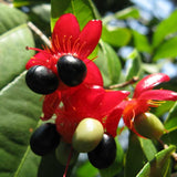 Mickey Mouse Plant - C&J Gardening Center