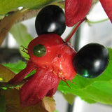 Mickey Mouse Plant - C&J Gardening Center