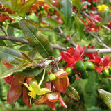 Mickey Mouse Plant - C&J Gardening Center