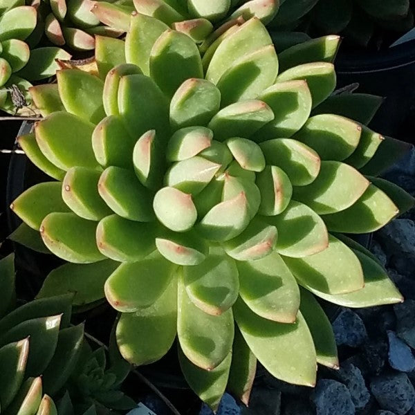 Molded Wax Agave Desert