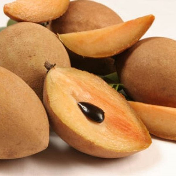 fertilizer for chikoo plant Molix Sapodilla Exotic Fruit Tree