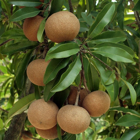 chikoo plant fertilizer Molix Sapodilla Exotic Fruit Tree