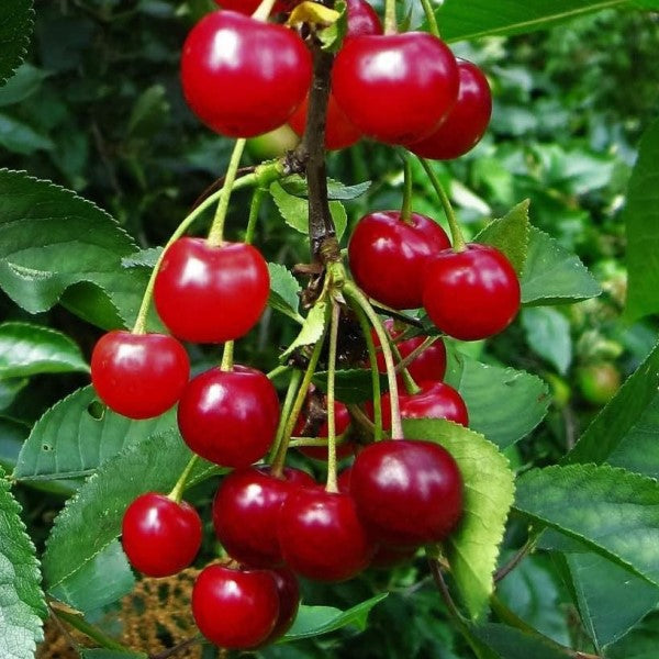 Montmorency Tart Cherry