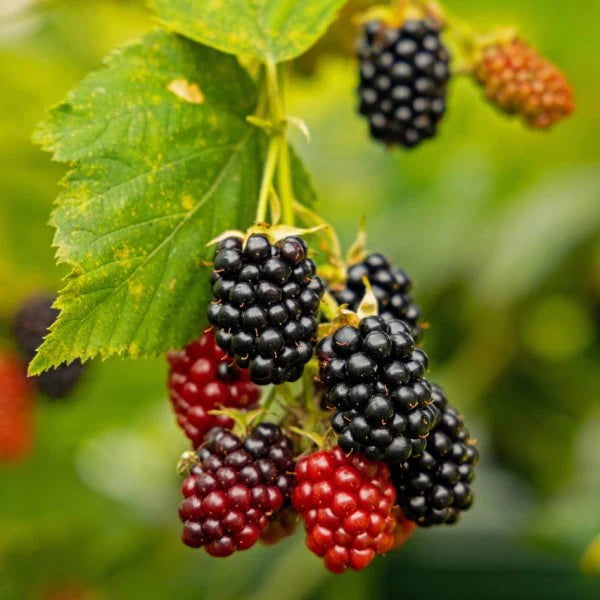 Black Satin Blackberry | C&J Gardening Center