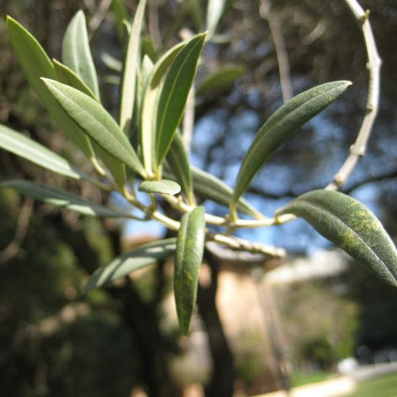 Fruitless Olive Tree - Standard Trunk