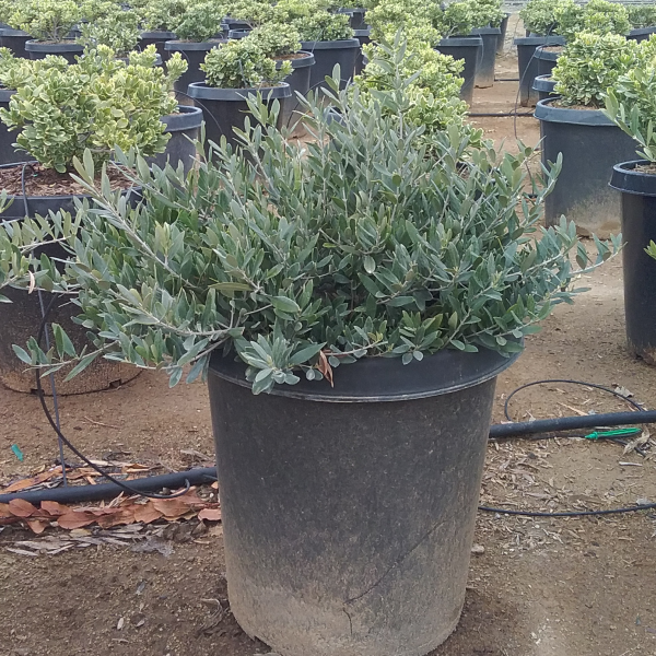 ollies pots for plants Little Ollie Dwarf Fruitless Olive Shrub - 5 Gallon Container - Olea europaea Hedge Plant