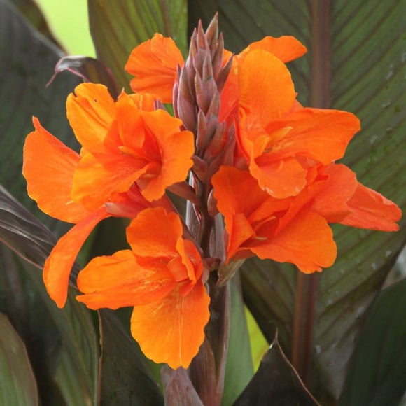 Orange Canna