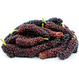 Pakistan Mulberry