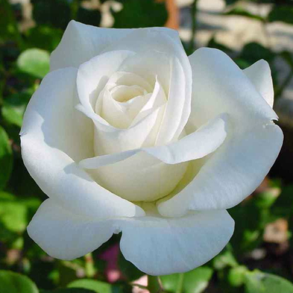 Pascali White Rose Shrub | C&J Gardening Center