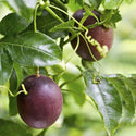 Passion Fruit