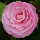 Pink Shade Spellbound Camellia