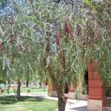 California Pepper Tree - C&J Gardening Center