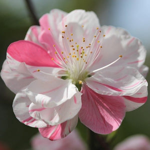 Peppermint Flowering Peach