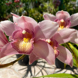 Pink Large Flower Boat Orchid