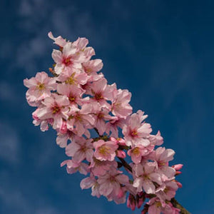 Pink Cloud Flowering Cherry