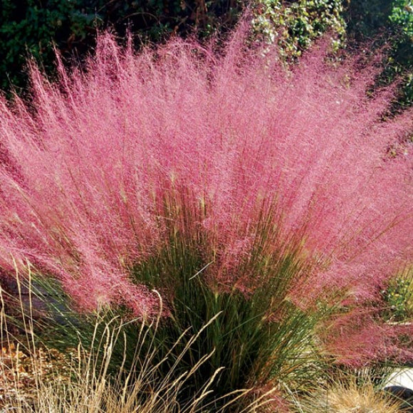 粉紅色的頭髮草