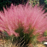 Pink Hair Grass