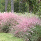 Pink Hair Grass