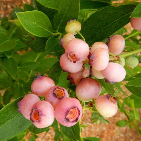 粉紅檸檬水藍莓