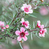 粉紅新西蘭茶樹