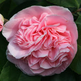 Pink Shade Debutant Camellia - C&J Gardening Center