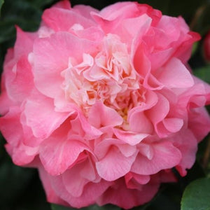 Pink Shade Nuccios Jewel Camellia