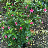 Single Pink Shade Hibiscus - C&J Gardening Center