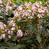 Pink Indian Hawthorn - C&J Gardening Center
