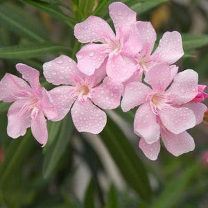 Pink Shade Oleander - C&J Gardening Center