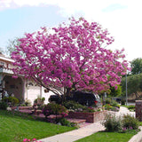 Lavender Trumpet Tree - C&J Gardening Center