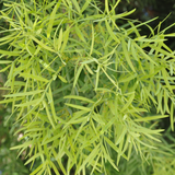 Fern Pine - Podocarpus Gracilior