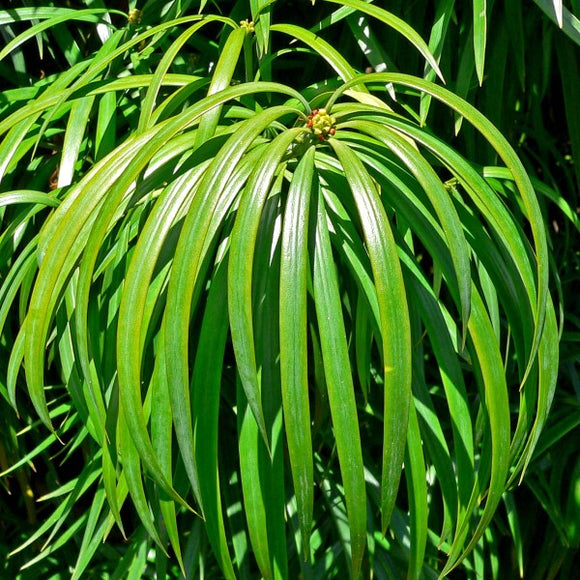 長葉黃木 - Podocarpus Henkelii
