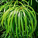 Long Leafed Yellowwood - Podocarpus Henkelii