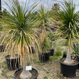 Ponytail Palm - C&J Gardening Center