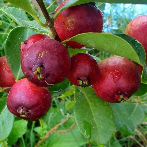 Cây ổi sim - Red Strawberry store Guava- 2 to 3 Feet Tall - Ship in 3 Gal Pot