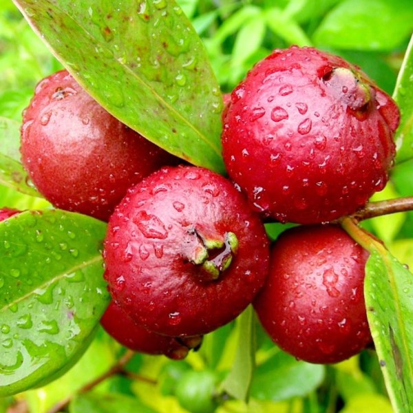 Red Strawberry Guava Exotic Fruit Tree - 25 Gallon ( 4