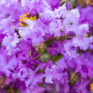 Purple Crape Myrtle - C&J Gardening Center
