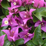 Purple Shade Bougainvillea Vine - C&J Gardening Center