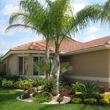 Queen Palm - C&J Gardening Center