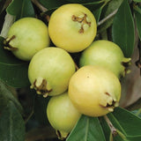 Yellow Lemon Guava - C&J Gardening Center