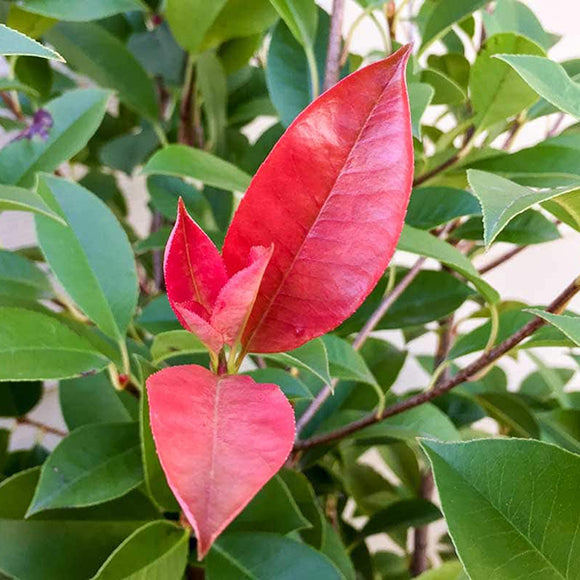 Red-Leaf Photinia - C&J Gardening Center