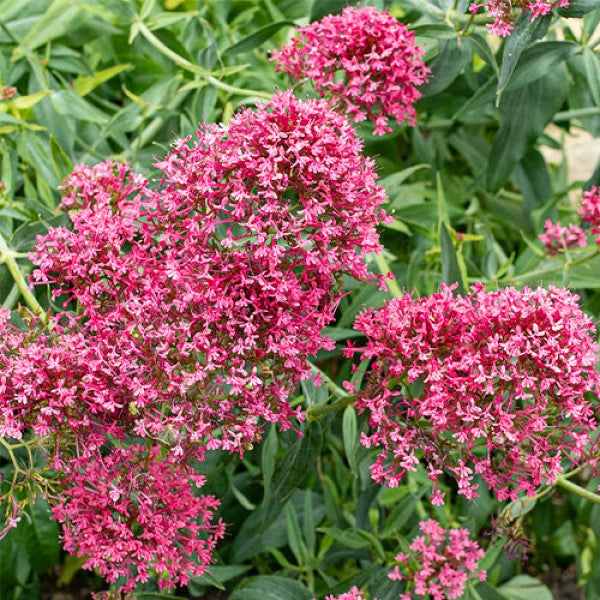 Red Valerian | C&J Gardening Center