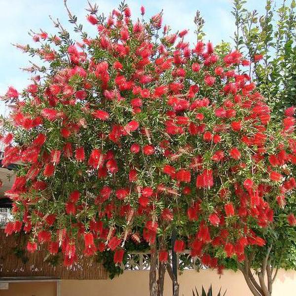 Callistemon 'Woodlander's Red' - Bottlebrush Tree (4.5 Pot)