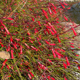Red Coral Fountain - C&J Gardening Center