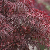 Red Dragon Japanese Maple