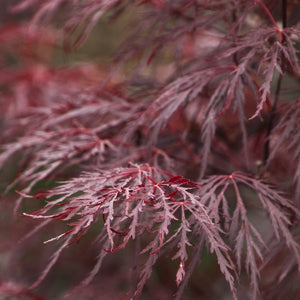 Red Dragon Japanese Maple